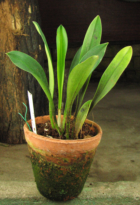 Masdevallia veitchiana x ayabacana.jpg