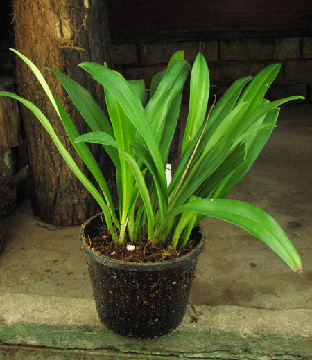 Masdevallia veitchiana x Dracula barrowii.jpg