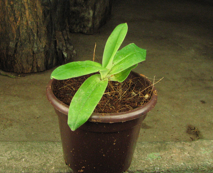Paphiopedilum fairrieanum.jpg