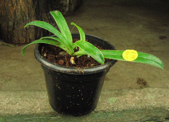 Paphiopedilum helenae.jpg