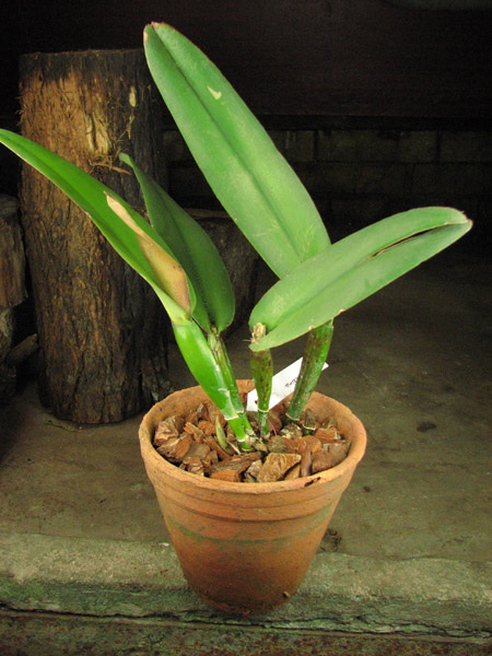 Cattleya maxima.jpg