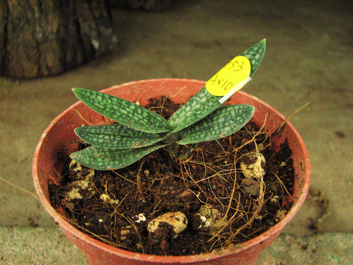 Paphiopedilum micranthum var eburneum.jpg