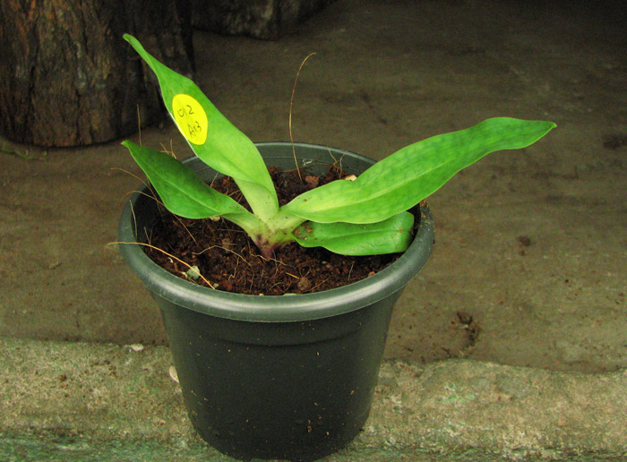Paphiopedilum chamberlainianum.jpg