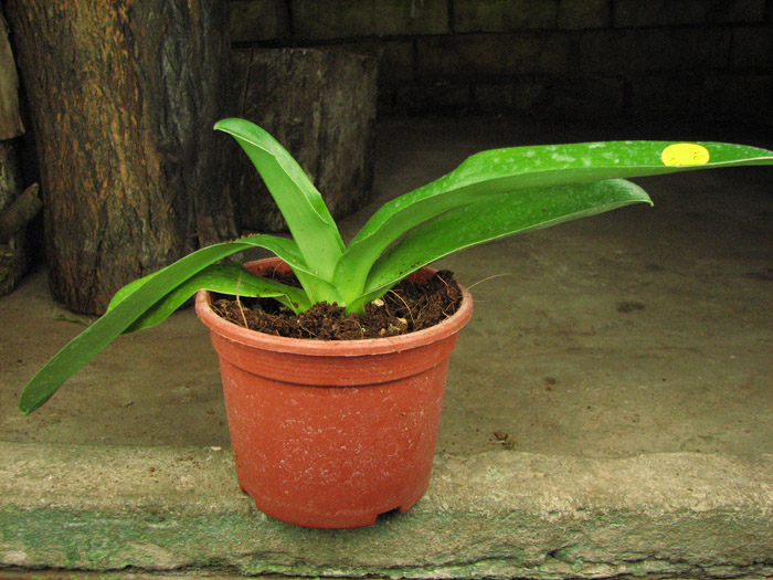 Paphiopedilum Enzan Fruit x Emerald Sea.jpg
