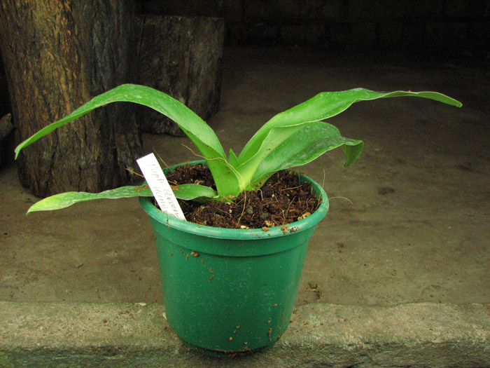 Paphiopedilum Green Gem x Hung Sheng Nice.jpg