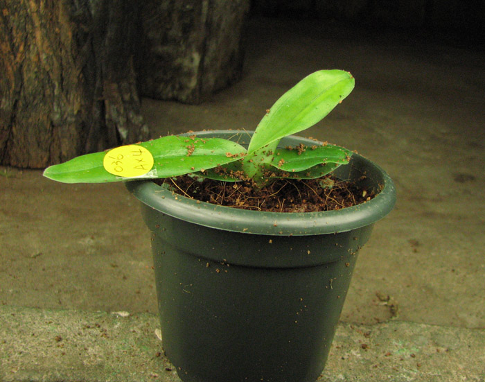Paphiopedilum hangianum.jpg