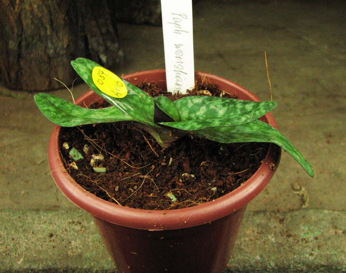 Paphiopedilum wenshanense.jpg
