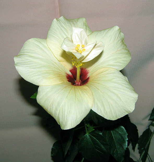 Сработала вспышка и цвет передан неправильно