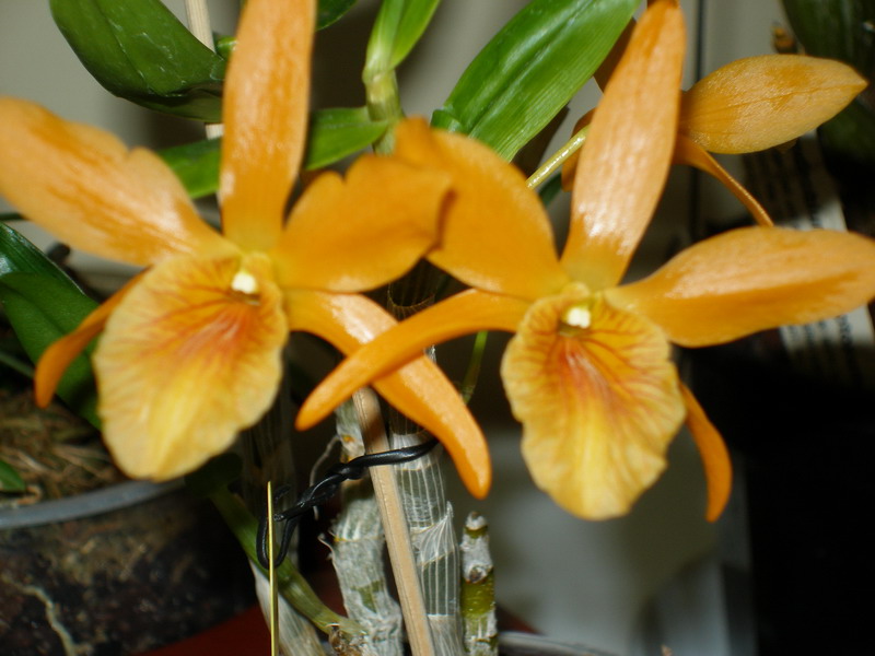 Dendrobium_Stardust_'Firebird'_ChingHua_01_180412.jpg