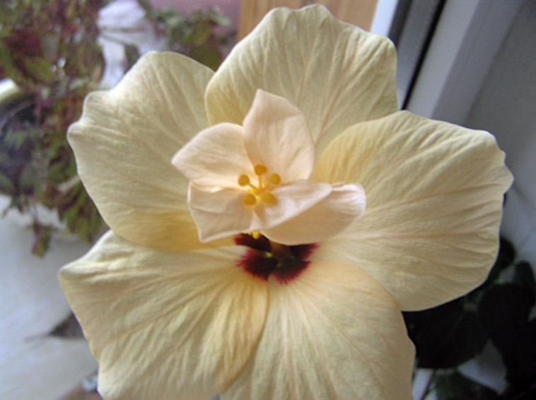 Цвет практически передан точно на фото