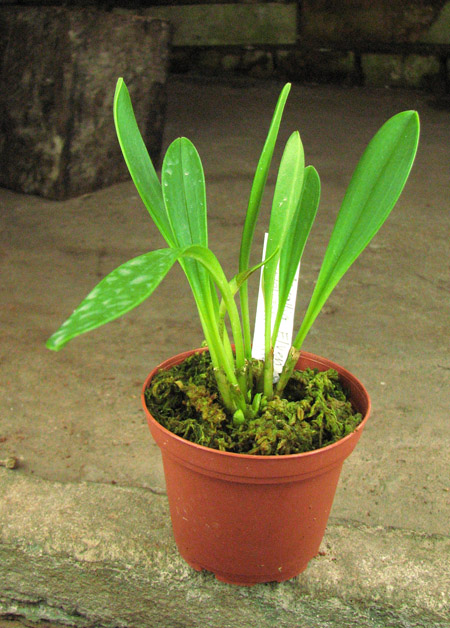 Masdevallia Elven Gem (welischii x infracta).jpg