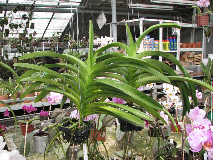 Ascocenda Jiraprabha x Vanda Chalie Clark x Ascocenda Krailerk White.jpg