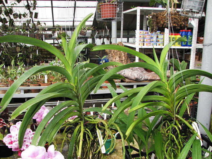 Vanda Rose Davis x Vanda Dr Anek.jpg