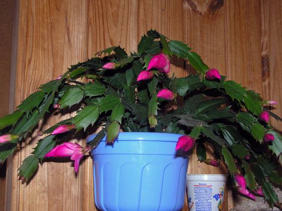 в ожидании чуда :-)