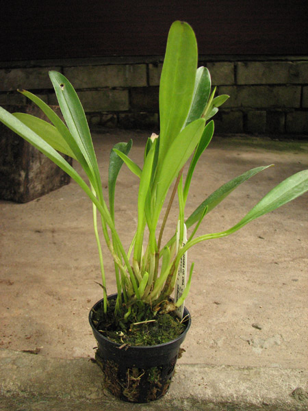 Masdevallia coccinea.jpg