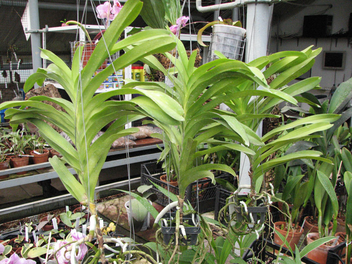 Vanda Sansai Blue.jpg