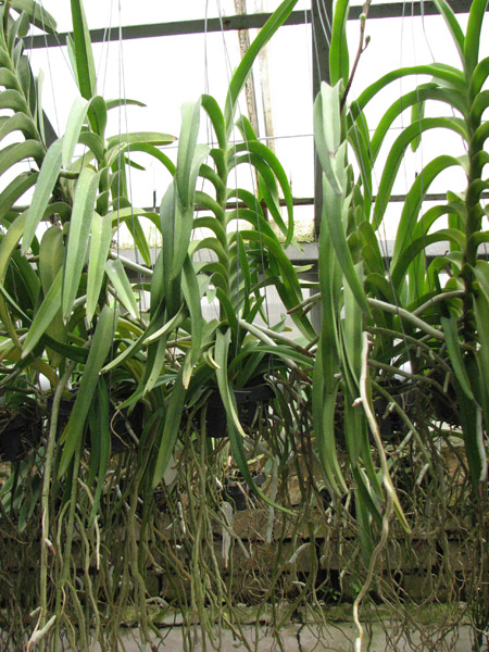 Vanda lamellata x Vanda Kultana Fragrance.jpg