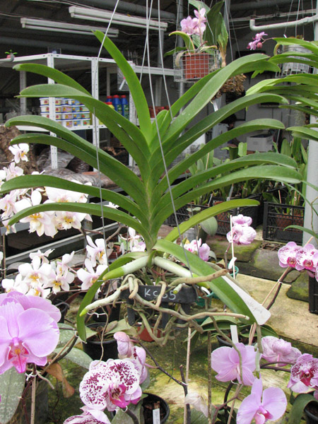 Vanda Manuvadee Pink.jpg