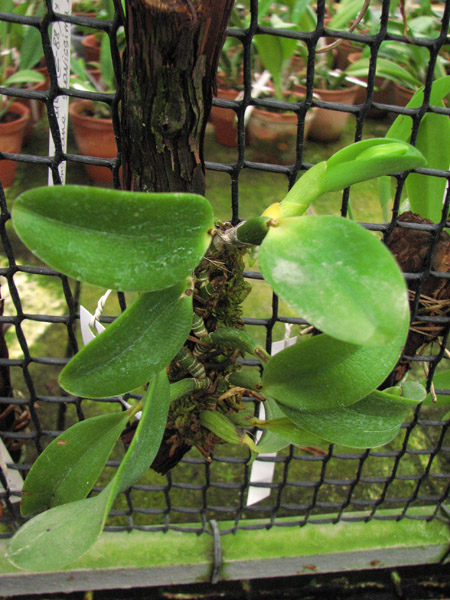Laelia alaori alba 'Snow Flakes' x Laelia alaori alba 'SC'.jpg