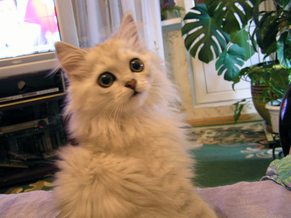 это уже слегка повзрослевший парень