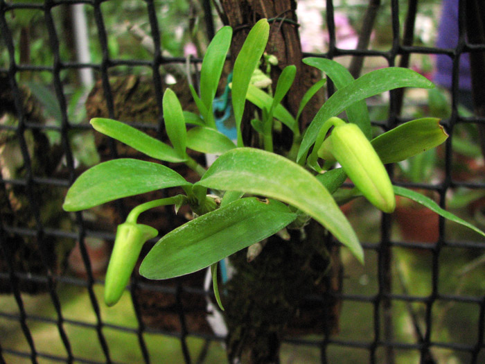 Dendrobium moniliforme Hoshibu.jpg