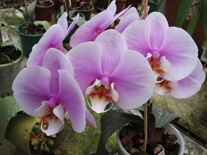 Doritaenopsis Hsinying Maki 'Shot Gun'.jpg