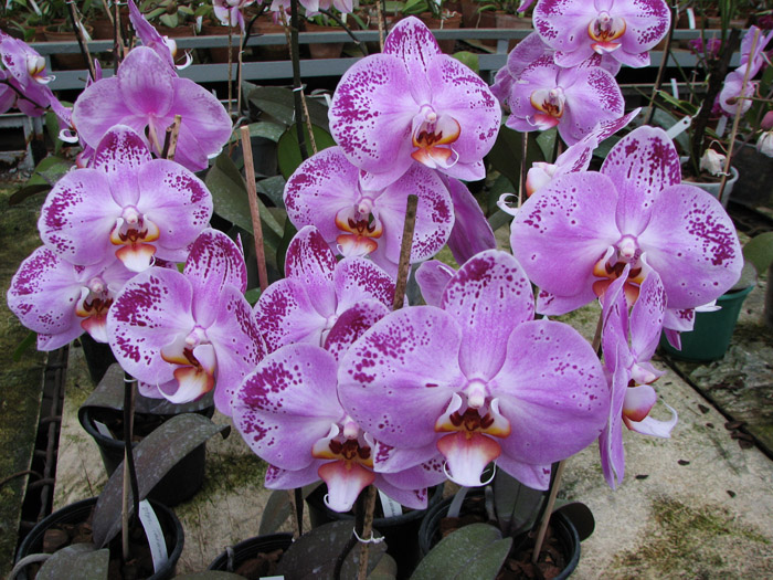 Doritaenopsis Taiwan Diamond '0-1'.jpg