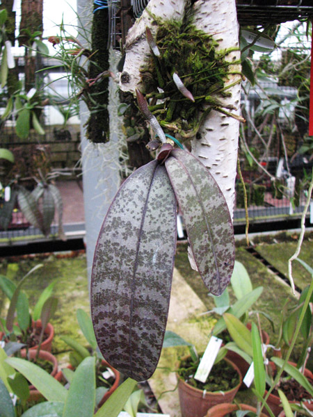 Phalaenopsis philippinensis.jpg