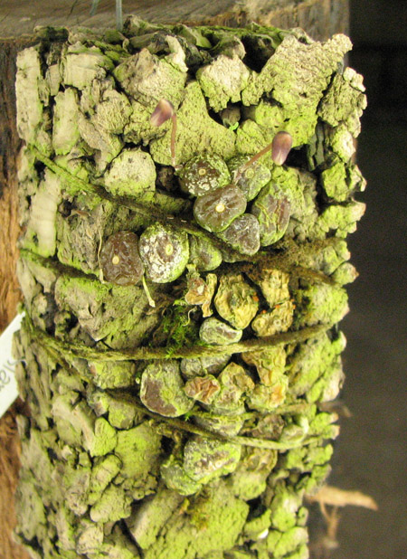 Drymoda siamensis.jpg