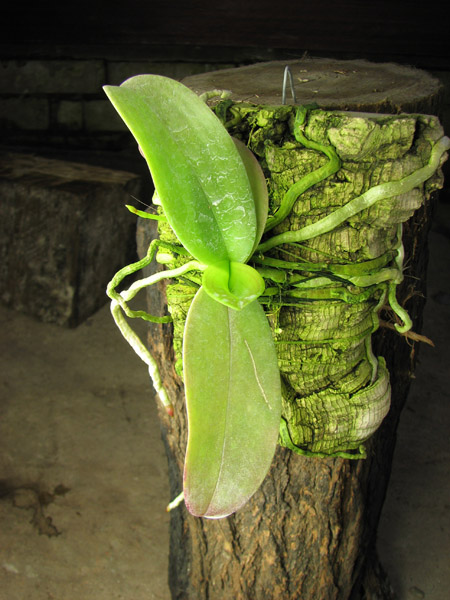 Phalaenopsis equestris.jpg