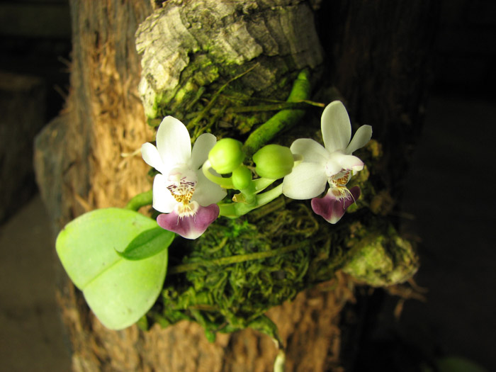 Phalaenopsis parishii.jpg