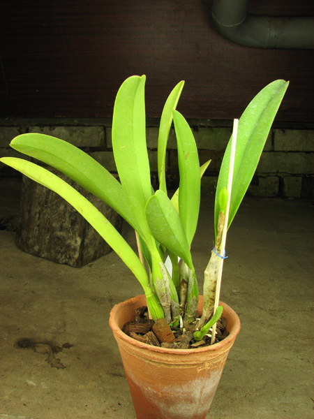 Laeliocattleya Purple Cascade 'Fragrance Beauty' (Interglossa x Tokyo Magic).jpg