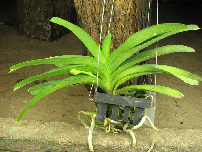 Vanda Pak Chong Blue.jpg