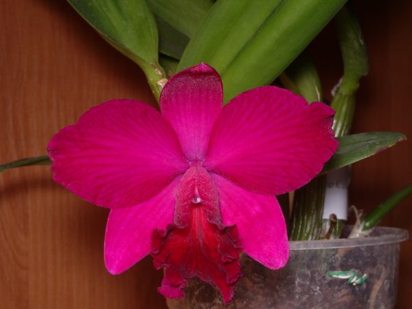 Slc. Love Castle 'K'