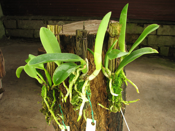 Laelia jongheana.jpg