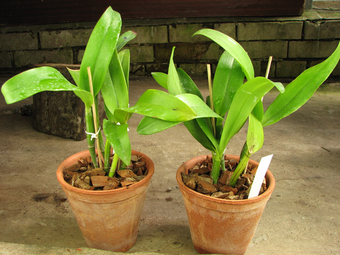 Epicattleya Siam Jade 'Avo'.jpg