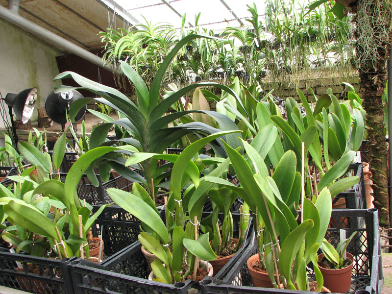 Теплица орхидей, секция каттлей.jpg