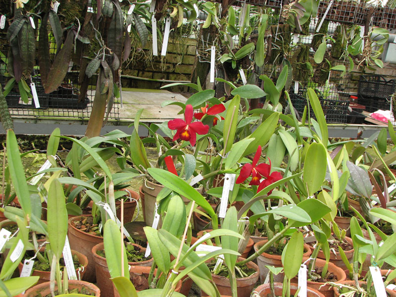 Орхидейная теплица.jpg