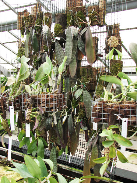 Орхидейная теплица, природные виды фаленопсисов.jpg