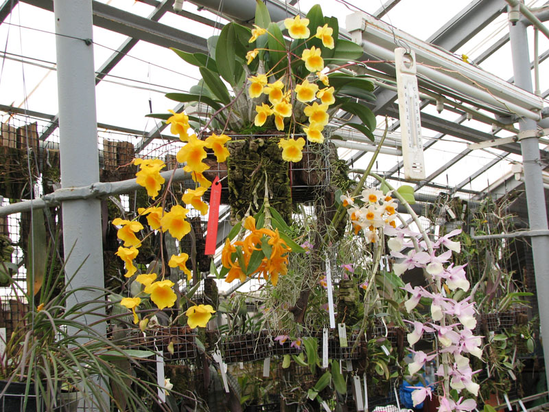 Коллекционные дендробиумы орхидейной теплицы.jpg
