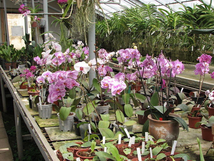 Фаленопсисы.jpg