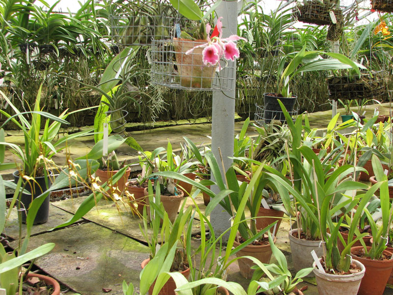 Секция онцидиумов.jpg