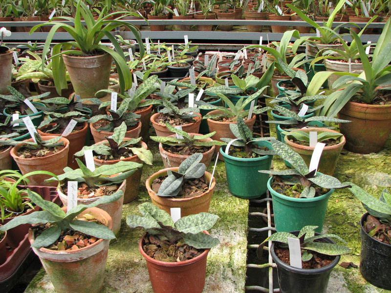 Секция пафиопедилумов.jpg