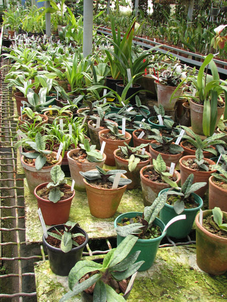 Пафиопедилумы в орхидейной теплице.jpg