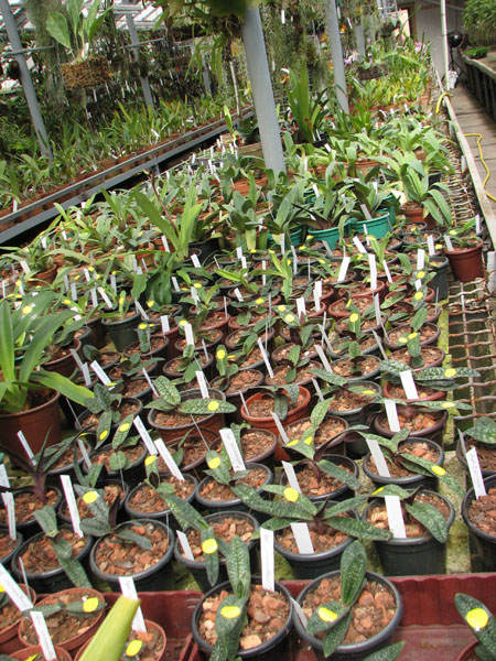 Пафиопедилумы в теплице орхидей.jpg