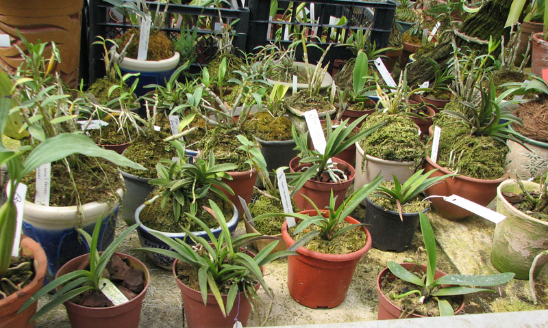 Миниатюрные японские орхидеи.jpg