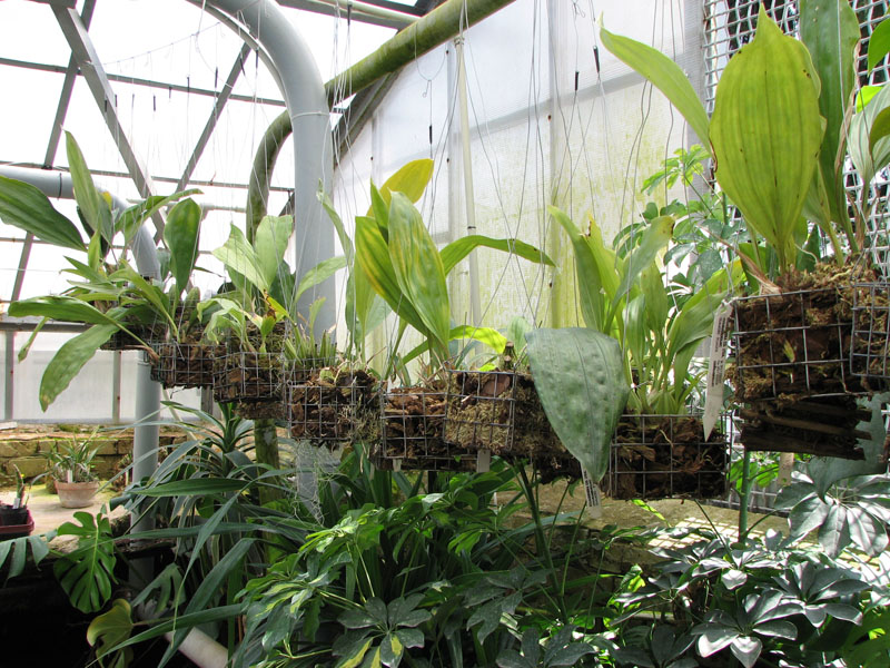 Стангопеи, гонгоры, ацинеты.jpg