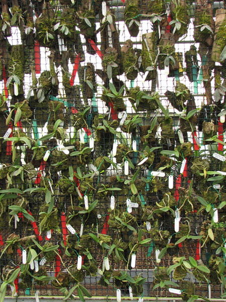 Филиппинские виды орхидей.jpg