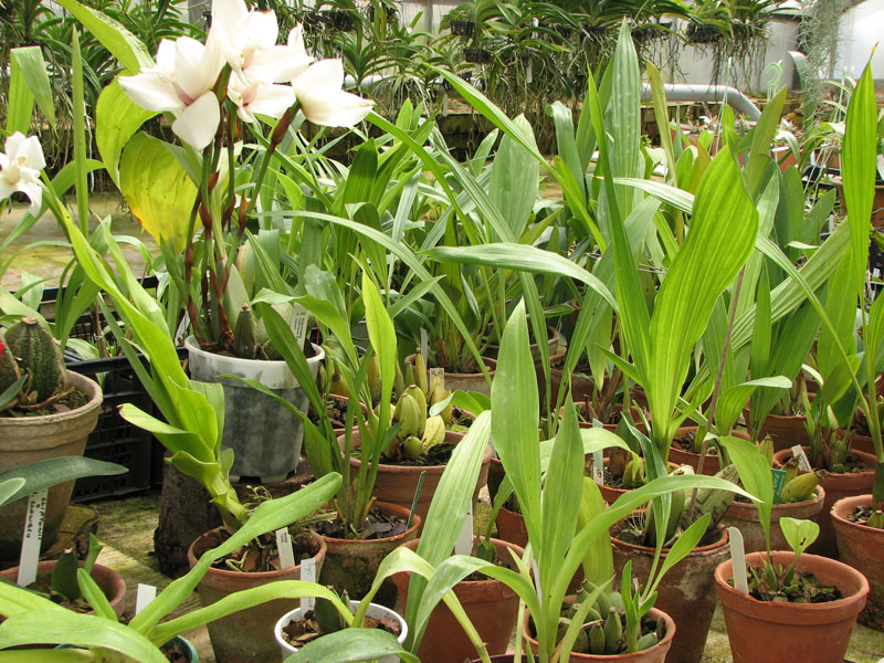 Максиллярии, ликасты, иды.jpg