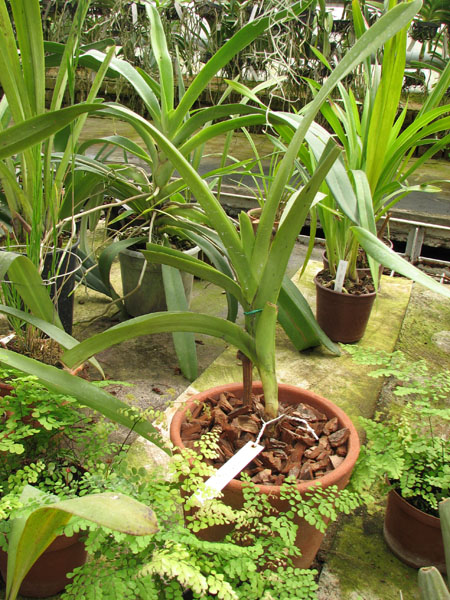 Vanda tricolor var suavis.jpg